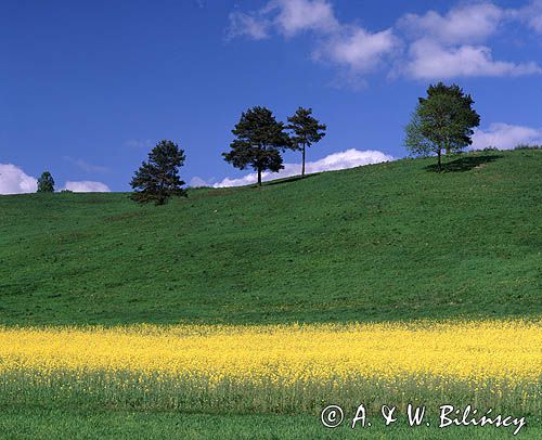 Rajskie, pole rzepaku i łąka na stoku, Bieszczady