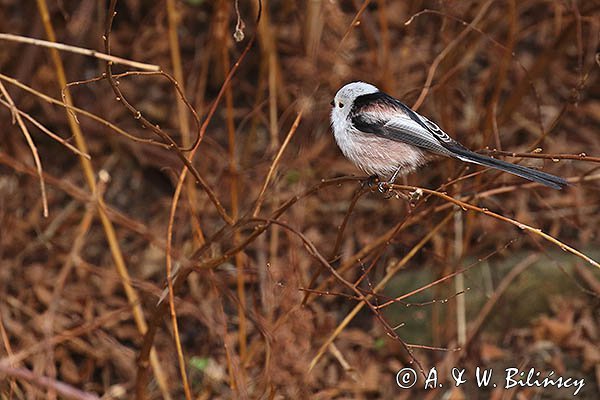 Raniuszek, Aegithalos caudatus