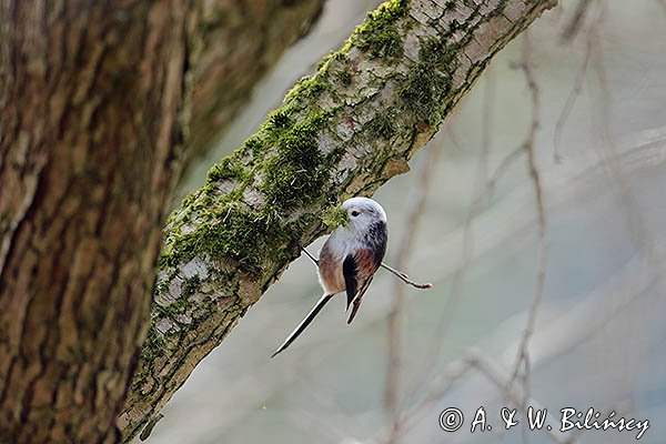 Raniuszek, Aegithalos caudatus