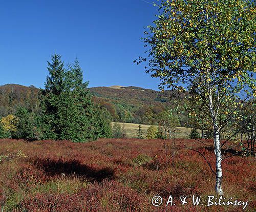 rezerwat Wołosate - torfowisko wysokie, Bieszczady