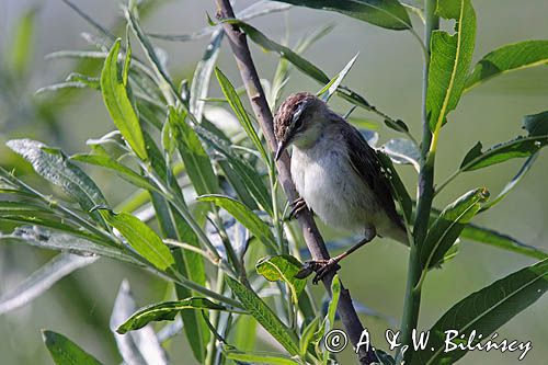 Rokitniczka, Acrocephalus schoenobaenus