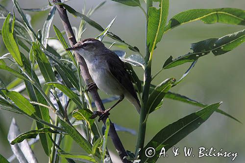 Rokitniczka, Acrocephalus schoenobaenus