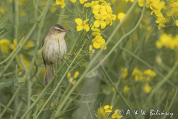 Rokitniczka, Acrocephalus schoenobaenus