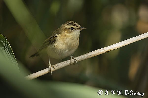 Rokitniczka, Acrocephalus schoenobaenus