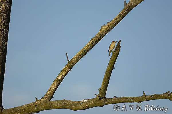 Rokitniczka, Acrocephalus schoenobaenus