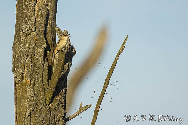 Rokitniczka, Acrocephalus schoenobaenus