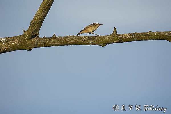 Rokitniczka, Acrocephalus schoenobaenus