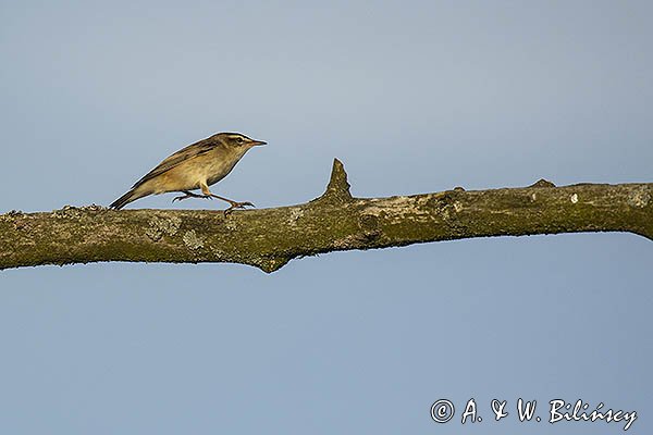 Rokitniczka, Acrocephalus schoenobaenus