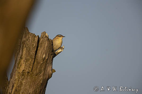 Rokitniczka, Acrocephalus schoenobaenus