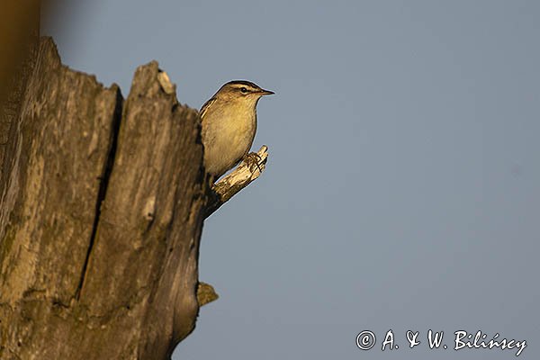 Rokitniczka, Acrocephalus schoenobaenus