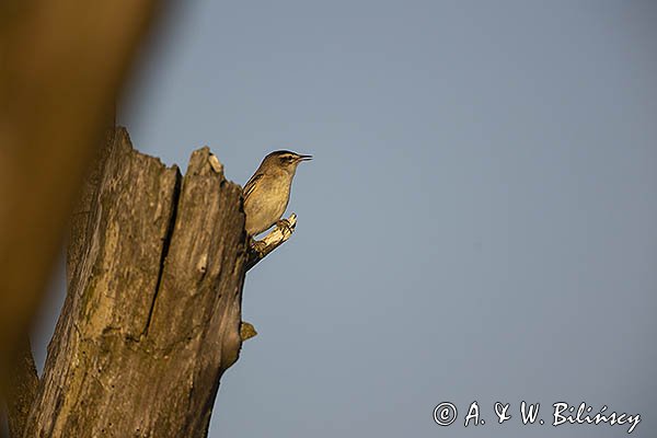 Rokitniczka, Acrocephalus schoenobaenus