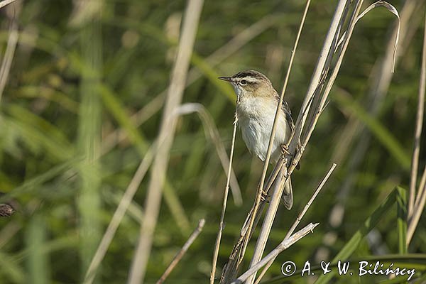 Rokitniczka, Acrocephalus schoenobaenus