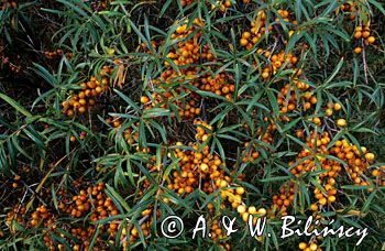 Rokitnik owoce, Hippophae rhamnoides l.