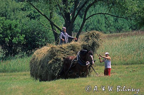 Polska wschodnia, zbiórka siana