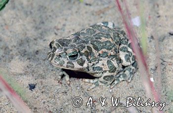 ropucha zielona Bufo viridis