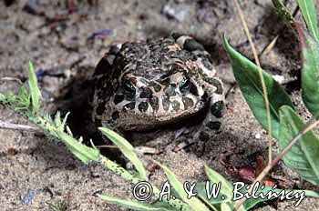 ropucha zielona Bufo viridis