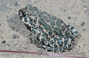 ropucha zielona Bufo viridis