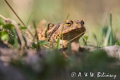 ropuchy szare, Bufo bufo