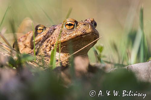 ropuchy szare, Bufo bufo