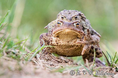 kopulacja, ropuchy szare, Bufo bufo