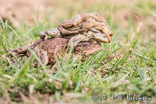 ropuchy szare, Bufo bufo