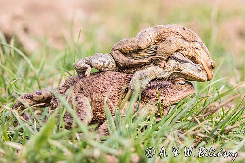 ropuchy szare, Bufo bufo