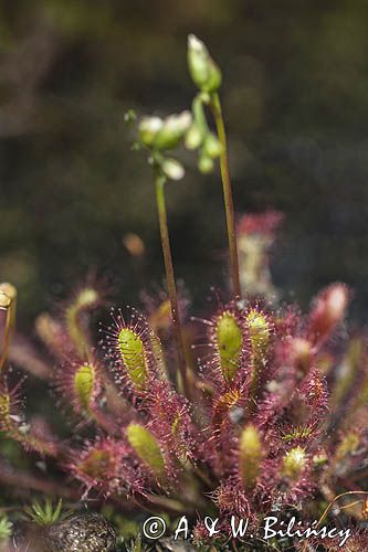 Rosiczka długolistna, Drosera anglica