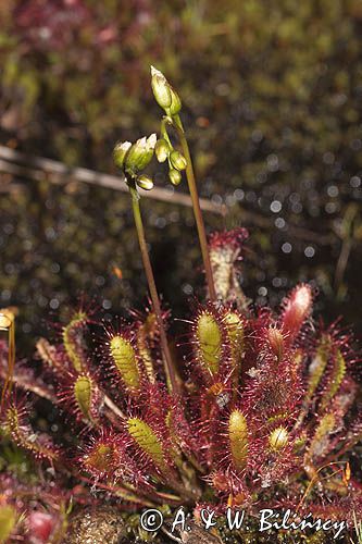 Rosiczka długolistna, Drosera anglica