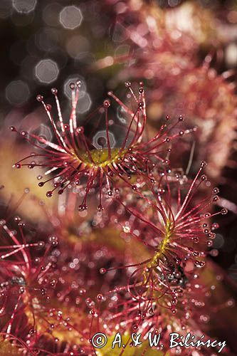 Rosiczka długolistna, Drosera anglica