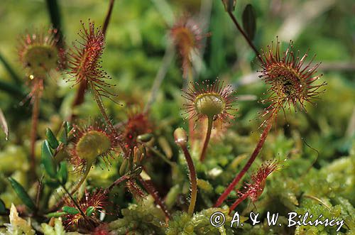 rosiczka ogrągłolistna Rosiczka okrągłolistna Drosera rotundifolia)