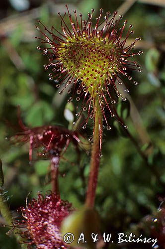 rosiczka okragłolistna Drosera rotundifolia L.