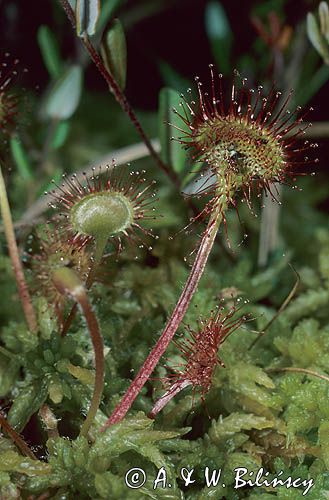 rosiczka ogrągłolistna Rosiczka okrągłolistna Drosera rotundifolia)