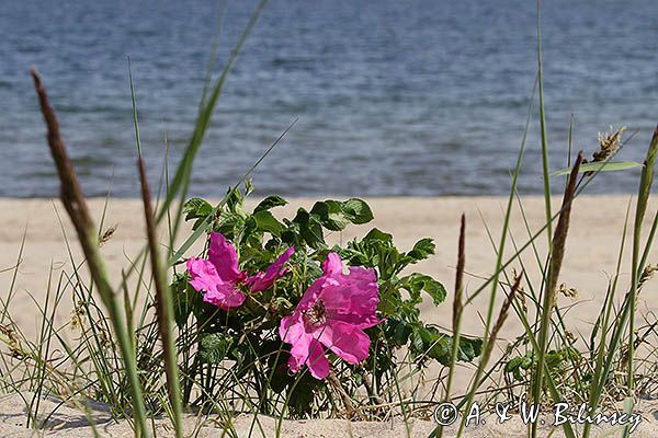 Plaża nad Bałtykiem, róża pomarszczona, Rosa rugosa