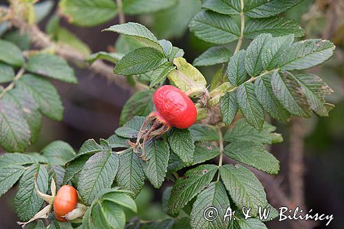 Róża pomarszczona. Rosa rugosa. owoce