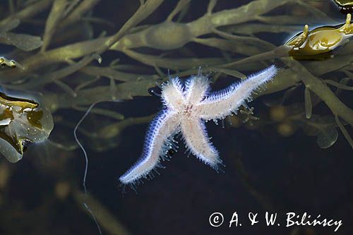 Rozgwiazda czerwona, rozgwiazda pospolita, Asterias rubens, Południowa Norwegia