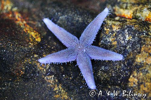 Rozgwiazda czerwona, rozgwiazda pospolita, Asterias rubens, Południowa Norwegia