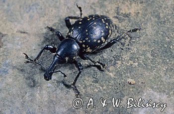 rozpucz lepiężnikowiec Liparus glabrirostris)