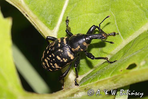 rozpucz lepiężnikowiec, Liparus glabrirostris