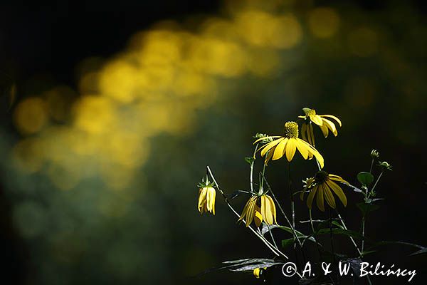 Rudbekia naga, rotacznica naga, Rudbeckia laciniata