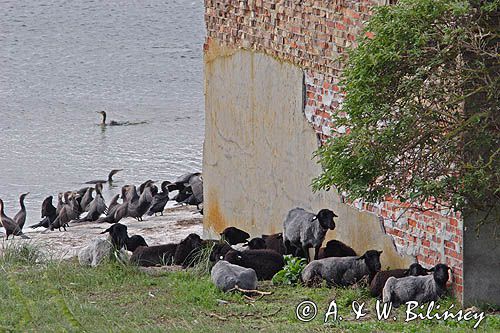 Kormoran czarny Phalacrocorax carbo) , ptaki i owce na wyspie Ruden, Niemcy