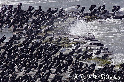 Kormoran czarny Phalacrocorax carbo) , ptaki na wyspie Ruden, Niemcy