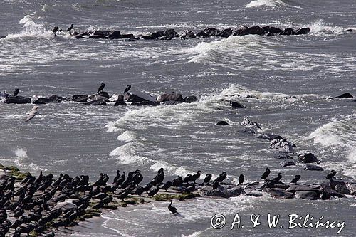 Kormoran czarny Phalacrocorax carbo) , ptaki na wyspie Ruden, Niemcy