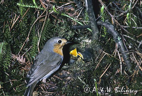 Rudzik, raszka, Erithacus rubecula