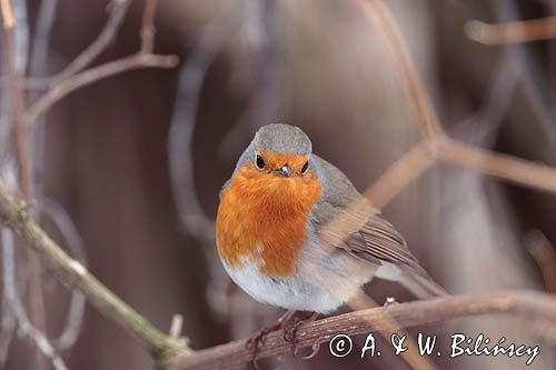 rudzik Erithacus rubecula