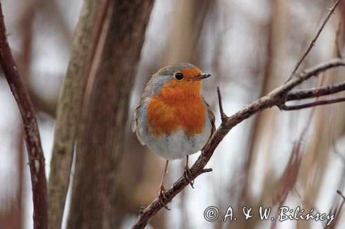 rudzik Erithacus rubecula