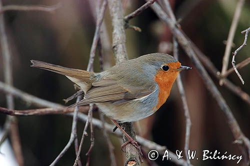 rudzik Erithacus rubecula