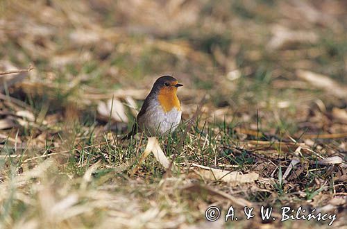 rudzik, Erithacus rubecula