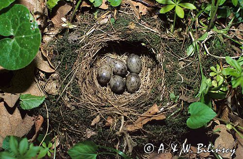 rudzik, Erithacus rubecula, gniazdo z jajami