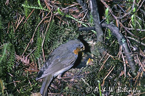 Rudzik, raszka, Erithacus rubecula