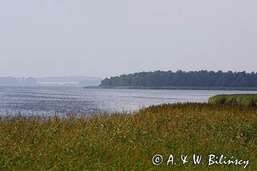 trzcinowisko nad Grosser Jasmunder Boden na wyspie Rugia, Niemcy